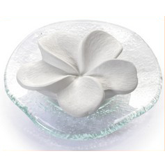 Primavera Fragrant stone frangipani - Click Image to Close